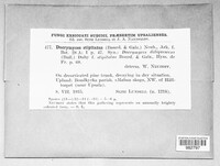 Image of Dacrymyces capitatus